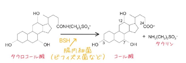 腸管循環と胆汁酸と腸内細菌叢【腸内フローラ】 ゆずまる薬剤師のお仕事